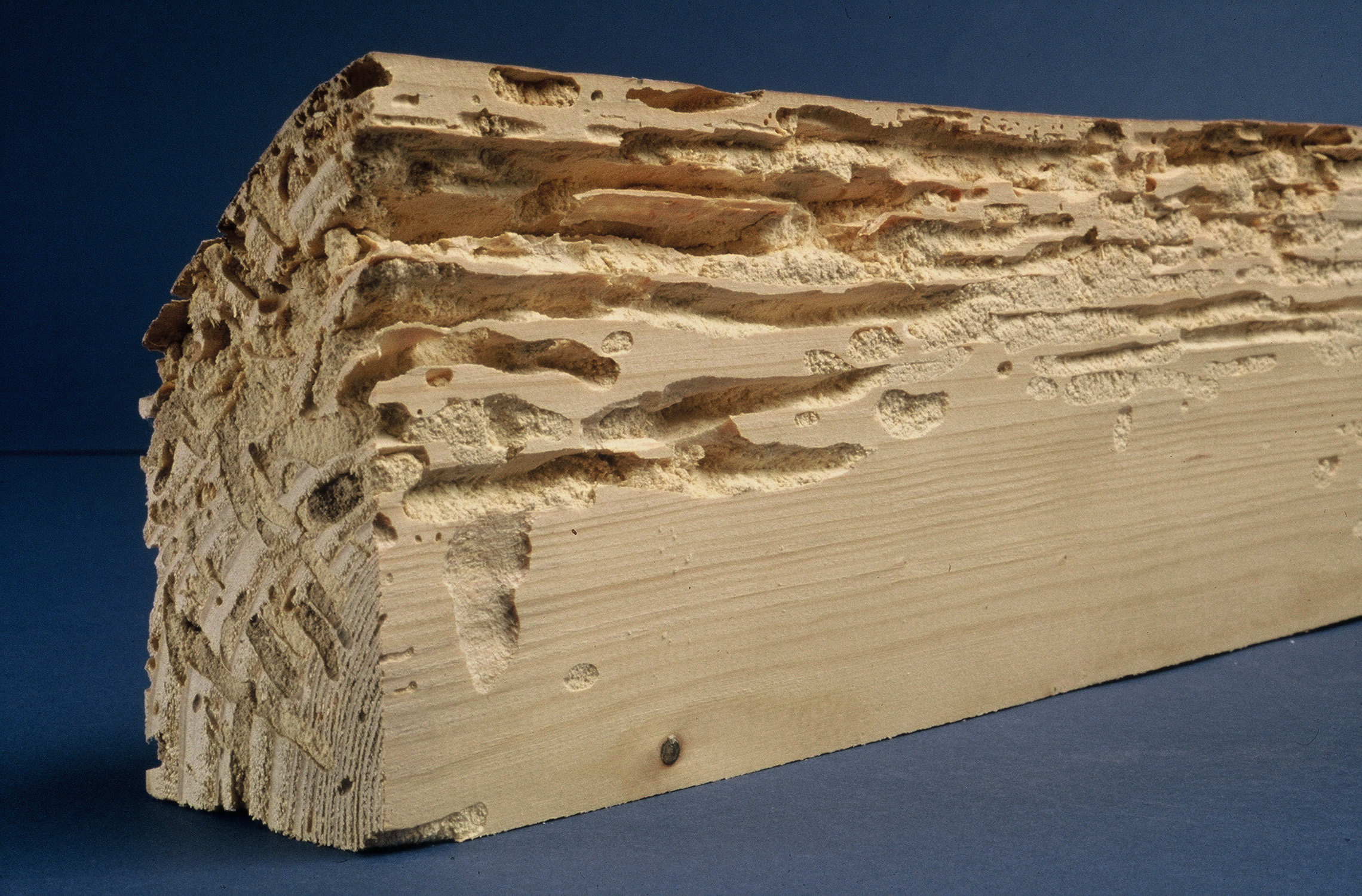 Traitement de charpente, bois à Lille
